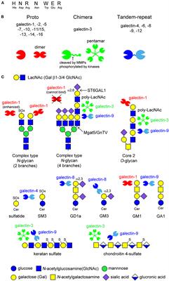 Galectins and Their Ligand Glycoconjugates in the Central Nervous System Under Physiological and Pathological Conditions